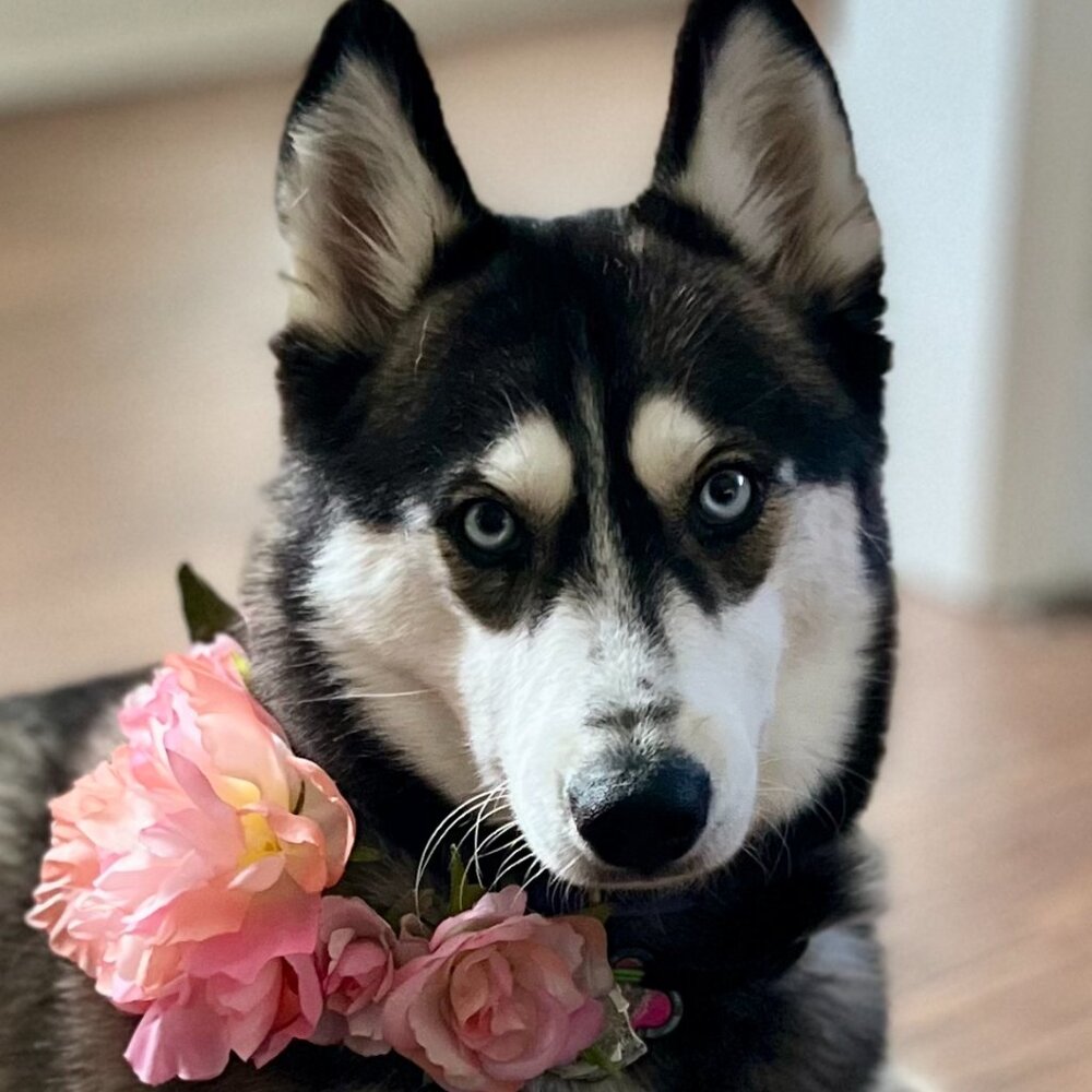 Meet your Posher, Rosie